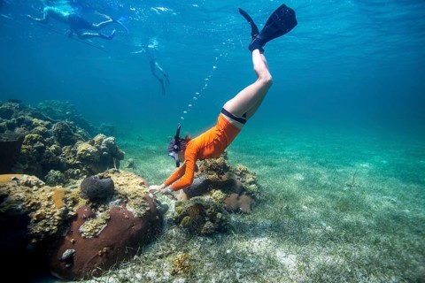 A snorkeler exploring a coral reef under clear blue water, showcasing vibrant marine life,