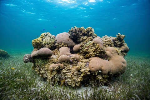 Vibrant coral reef surrounded by clear blue water and sea grass, showcasing diverse marine life,