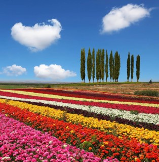 Field of multi-colored decorative buttercups Ranunculus Bloomingdale. On the horizon is growing