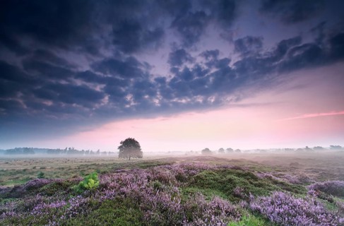Cloudy sunrise over heathland, Drenthe, Netherlands