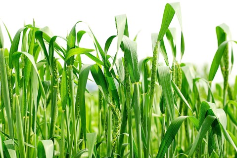 Green wheat on white background. Close up ears