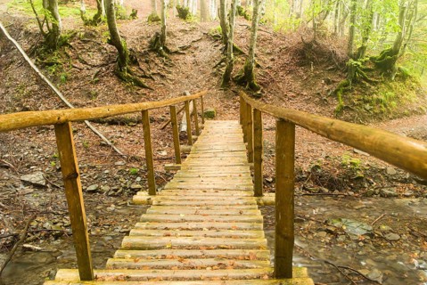 A view of forest's path and wooden bridge