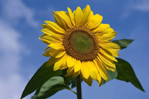 Sunflower in full bloom