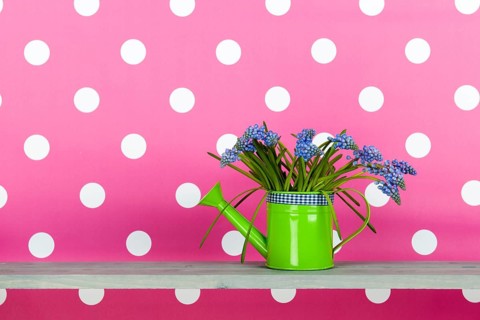 Watering can with blue grape hyacinths on pink background