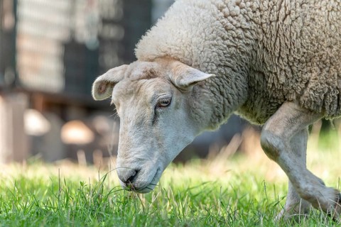 Sheep eating grass in a pasture in late summer. France