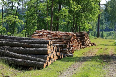 Stacks of logs by rural road on a beautiful day of summer with green oak trees on the background