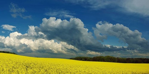 Panorama, storm clouds over a rape field
