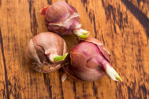 Tree onions, topsetting onions, walking onions or Egyptian onions Allium proliferum
