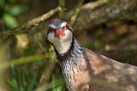 Red- legged partridge or Chukor, Alectoris chukor, New Zealand, Oceania