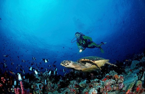 Hawksbill turtle and diver, Eretmochelys imbricata, Maldives, Indian Ocean, Ari Atoll, Asia