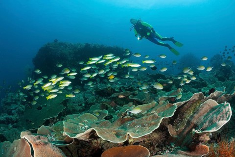 Diver and bigeye snapper, Lutjanus lutjanus, Raja Ampat, West Papua, Indonesia, Asia