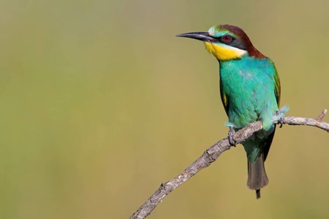 Bee-eater, (Merops apiaster), Animals, Birds, Raptor family, Perching station, Muselievo,