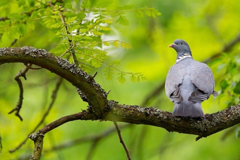 Wood pigeon, animals, birds, pigeon, pigeon family, (Columba palumbus), Pigeon ramier, Mannheim,