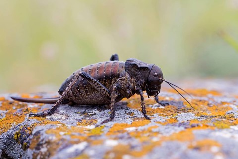 Bradyporus dasypus, animals, insects, beetles, saddle-backed grasshopper, Pleven, Bulgaria, Europe
