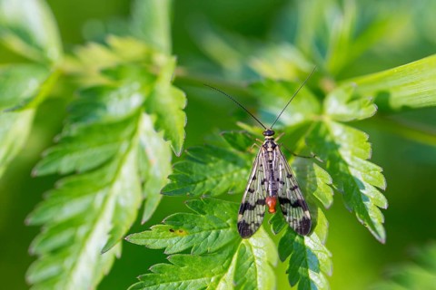 Common scorpionfly, (Panorpa communis), animals, insects, flies, fly, supervision, Lake Neusiedl,