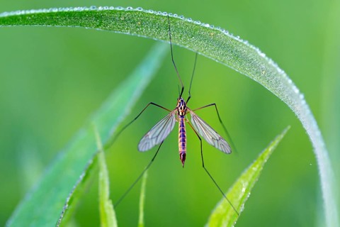 Nephrotoma appendiculata, (Nephrotoma appendiculata), animals, insects, gnats, Lake Neusiedl,
