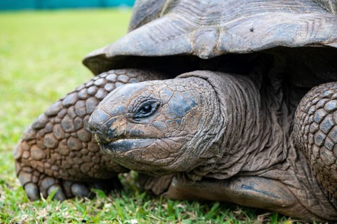 Aldabra giant tortoise (Aldabrachelys gigantea, Syn.:Geochelone gigantea, Dipsochelys elephantina,