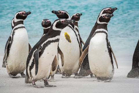 Magellanic penguins (Sphreniscus magellanicus), group on a beach, Bleaker Island, Falkland Islands,