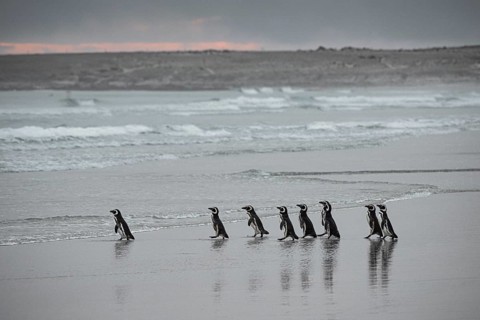 Magellanic penguins (Sphreniscus magellanicus), group in the morning light on their way to sea,