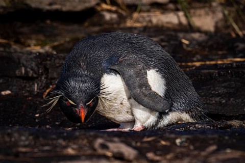 Rockhopper penguin (Eudyptes chrysocome) drinking at a water source, Bleaker Island, Falkland