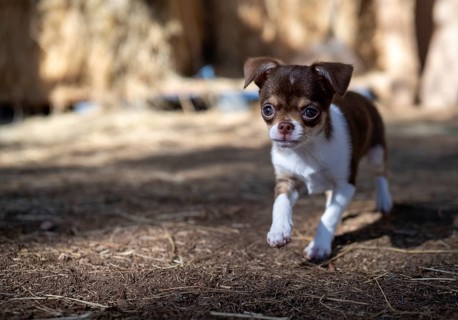 A brown and white Chihuahua puppy takes cautious steps on a straw-covered ground, exploring with