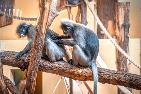 Two spectacled langurs (Trachypithecus obscurus) sitting on a tree trunk, one grooming the other,