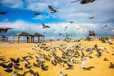 The big pack of pigeons flies up from a sandy beach. Windy winter day on the Mediterranean Sea