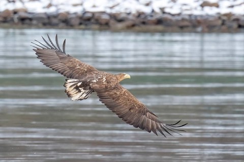 White-tailed eagle (Haliaeetus albicilla), Lofoten, Norway, Europe