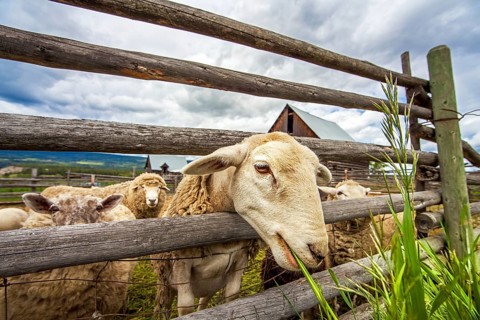 Flock of sheep at Williams Lake British Columbia Canada