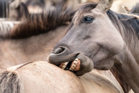 The Dülmen horses live wild near Dülmen, in the Merfelder Bruch nature reserve in North
