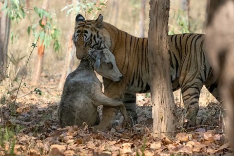 Tiger (Panthera tigris), Bengal tiger or Indian tiger, big cat (Pantherinae), carnivore
