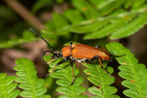 Brown red-necked beetle crawling on a fern leaf in front of a blurred background