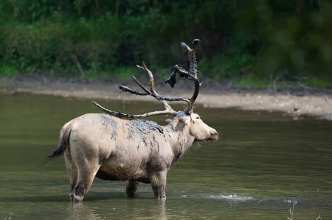 Male elaphure deer throwing with mud in water
