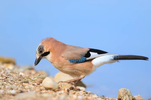 Eurasian jay in nature near water