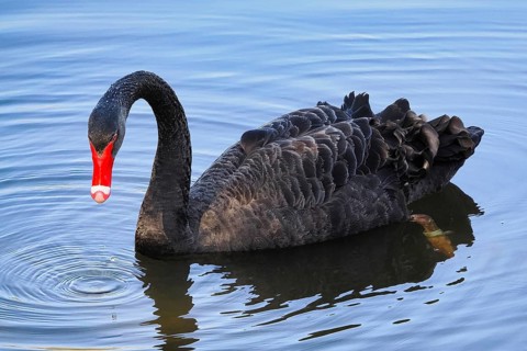 Swimming Black Swan (Cygnus atratus), Black Swan, North Rhine-Westphalia, Germany, Europe