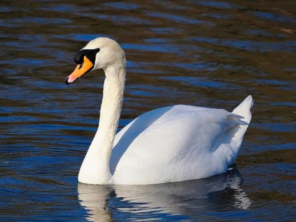 Swimming white swan (Cygnus), Mute swan, North Rhine-Westphalia, Germany, Europe