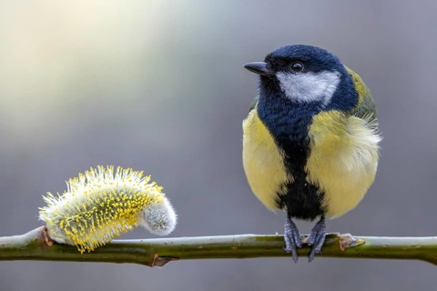 Great tit (Parus major) sitting on a willow branch next to a willow blossom, orchard, Upper Rhine,