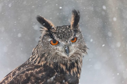 A captive Eurasian eagle owl (Bubo Bubo) at bird of prey nature reserve in winter with snow on the