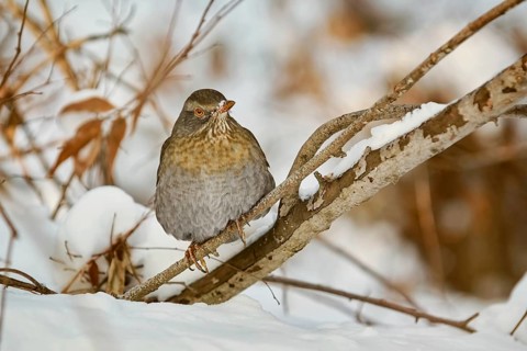 Song Thrush (Turdus Philomelos) Perching on a Brunch Varna, Bulgaria, Europe
