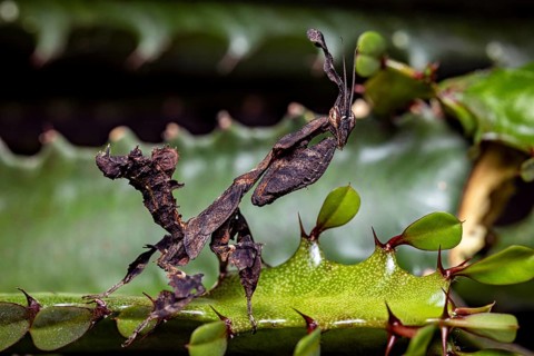 A leaf mantis with brown camouflage is on a green plant, ghost mantis (Phyllocrania paradoxa)