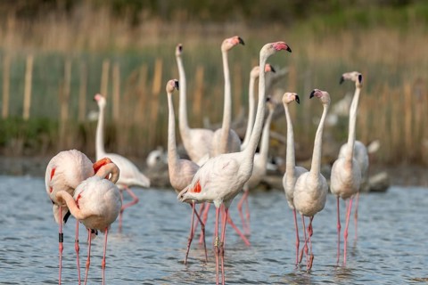 Greater Flamingos in courtship (Phoenicopterus roseus) in a swamp in spring. Saintes Maries de la