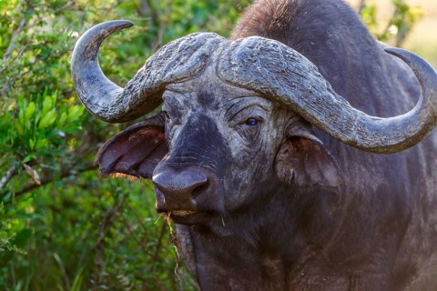 African buffalo with big horns in the bush