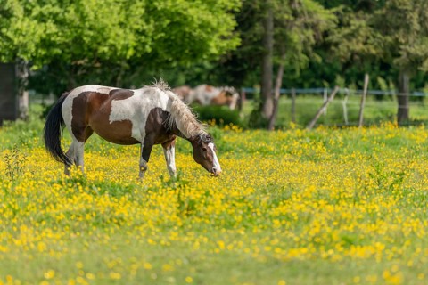 Horse in a green pasture filled with yellow buttercups. Bas-Rhin, Collectivite europeenne d'Alsace,