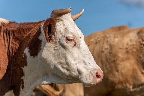 Montbeliarde cow portrait in a pasture in summer. Doubs, France, Europe