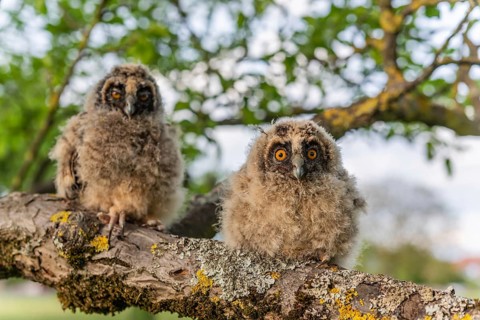 Long-eared Owl chicks (Asio otus) perched on a branch in an orchard in spring. Alsace, France,