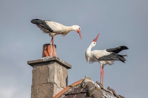 Couple of white stork (ciconia ciconia) in courtship display in late winter