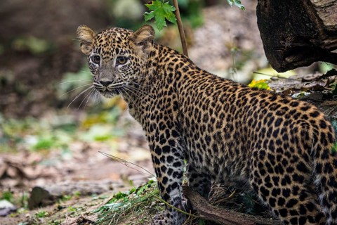 Sri Lankan leopard cub, Panthera pardus kotiya