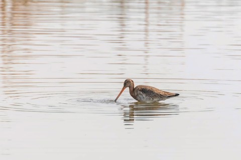 Black Tailed Godwit (Limosa limosa) Wader Bird Foraging