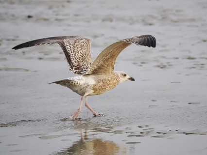 Seagull (Larinae) taking off for flight, Brouwersdam, province of South Holland, Netherlands