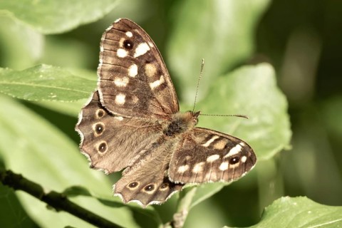 Butterfly basks on green leaves